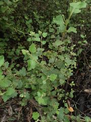 Chorilaena quercifolia