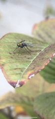 Condylostylus longicornis