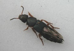 Platydracus fulvipes