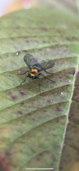 Condylostylus longicornis