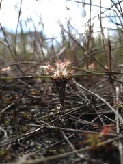Drosera verrucata