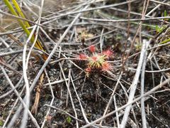 Drosera verrucata