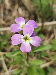 Malcolmia