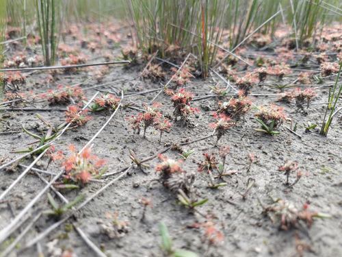 Drosera verrucata