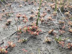 Drosera verrucata
