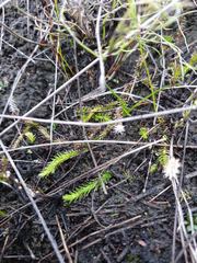 Brownseya serpentina