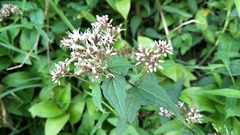 Eupatorium shimadae