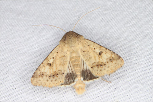 Native Budworm