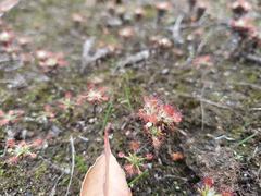 Drosera verrucata