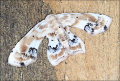 Holocryptis phasianura