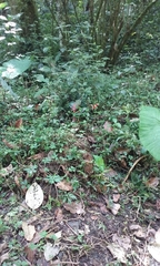 Centropogon granulosus