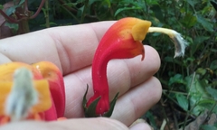 Centropogon granulosus