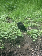 Corvus frugilegus