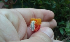 Centropogon granulosus