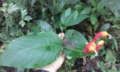 Centropogon granulosus