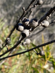 Eucalyptus stricta