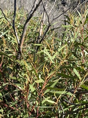 Eucalyptus stricta