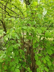 Corylus avellana