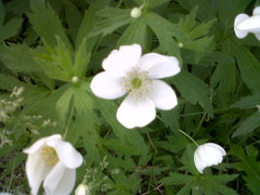 Anemonastrum canadense