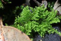 Thuidiopsis sparsa
