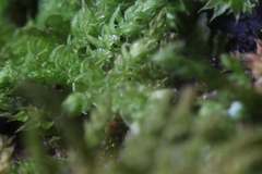 Thuidiopsis sparsa