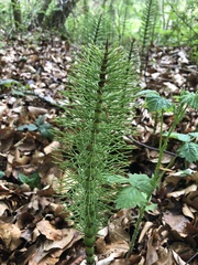 Equisetum telmateia
