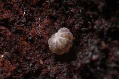 Pseudodiploexochus australiensis