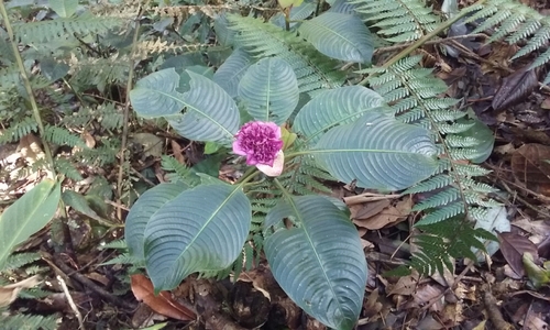 Palicourea chiriquiensis, photograph 6