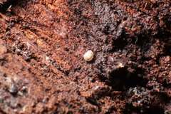 Pseudodiploexochus australiensis