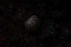 Pseudodiploexochus australiensis