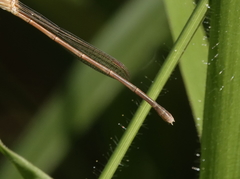 Indolestes insularis