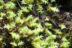 Triquetrella papillata