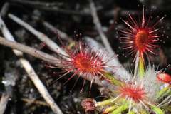 Drosera verrucata