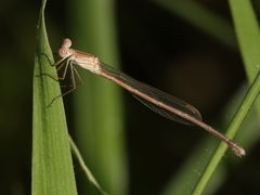 Indolestes insularis