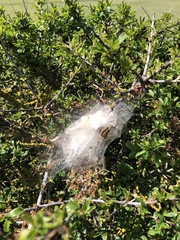 Euproctis chrysorrhoea