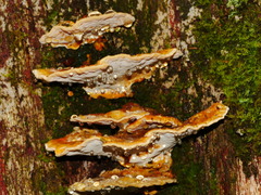 Rigidoporus laetus