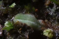 Riccia cartilaginosa