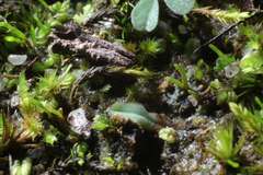 Riccia cartilaginosa