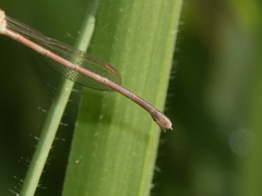 Indolestes insularis