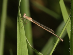 Indolestes insularis