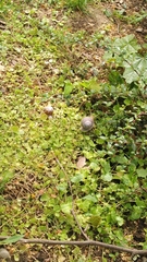 Helix pomatia