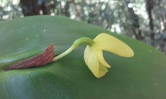 Pleurothallis titan