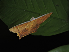 Thinopteryx crocoptera assamensis