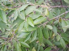 Neopringlea integrifolia