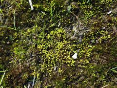 Triquetrella papillata