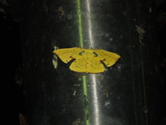 Corymica spatiosa