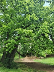 Quercus