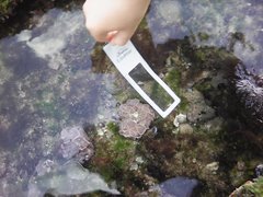 Lithophyllum incrustans