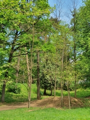 Robinia pseudoacacia