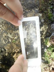 Steromphala umbilicalis